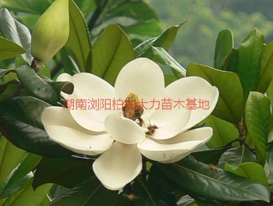 供應(yīng)廣玉蘭批發(fā)價(jià)錢，廣玉蘭產(chǎn)地