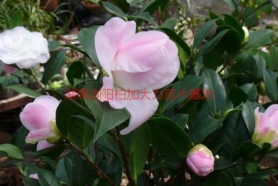 茶梅產(chǎn)地價圖片