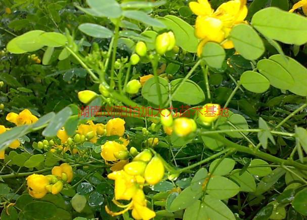 供應(yīng)湖南黃花槐價(jià)格