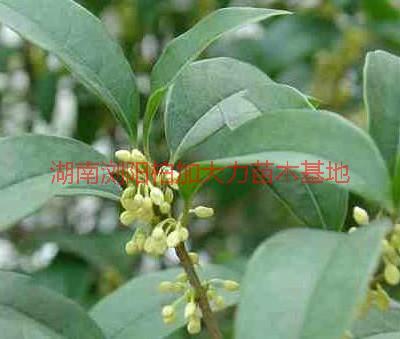 供應(yīng)湖南四季桂價(jià)格，湖南四季桂*惠，湖南四季桂價(jià)格便宜