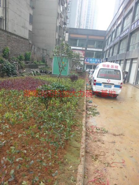 工程小苗圖片/工程小苗樣板圖 (3)