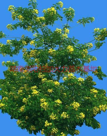 供應(yīng)長沙黃花槐產(chǎn)地價，湖南長沙黃花槐產(chǎn)地價