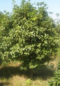 四季桂的價格圖片