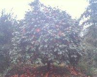 供應(yīng)各類苗木球規(guī)格不等