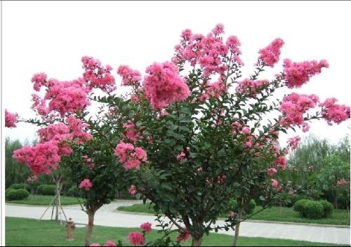 供應(yīng)紅花紫薇速生紫薇