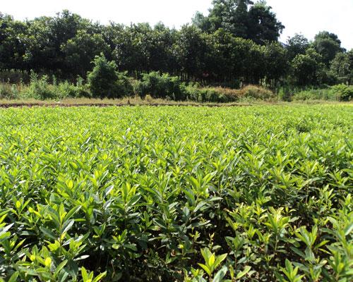 供應(yīng)瀏陽*