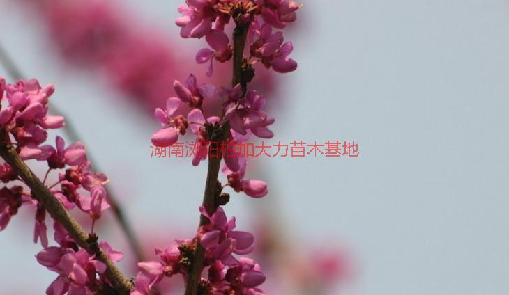 紫薇產(chǎn)地價圖片/紫薇產(chǎn)地價樣板圖 (2)