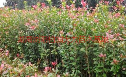 供應(yīng)紅葉石楠種植園