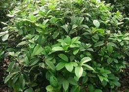 供應(yīng)湖南四季桂產(chǎn)地，湖南四季桂產(chǎn)地批發(fā)