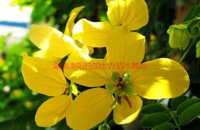 供應黃花槐種植園，湖南黃花槐種植園，長沙黃花槐種植園