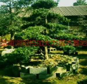 供應(yīng)羅漢松產(chǎn)地價(jià)