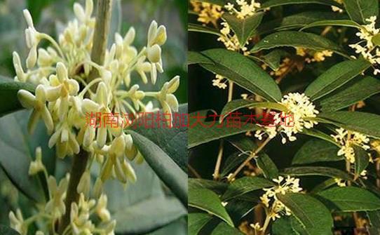 供應(yīng)八月桂種植,八月桂種植商，湖南八月桂種植