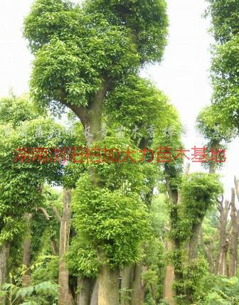 供應(yīng)湖南香樟產(chǎn)地，香樟產(chǎn)地價(jià)