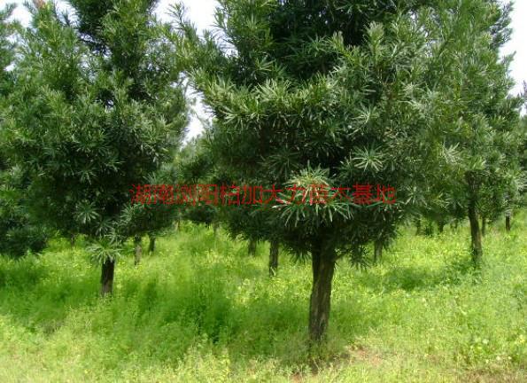 供應(yīng)羅漢松種植地，羅漢松種植地在湖南長沙