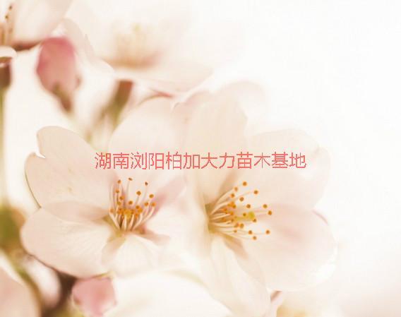 櫻花種植地圖片/櫻花種植地樣板圖 (3)