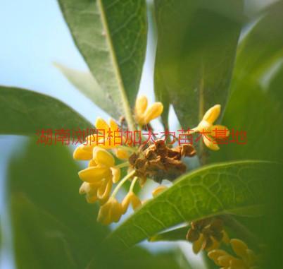 供應(yīng)八月桂產(chǎn)地價(jià)