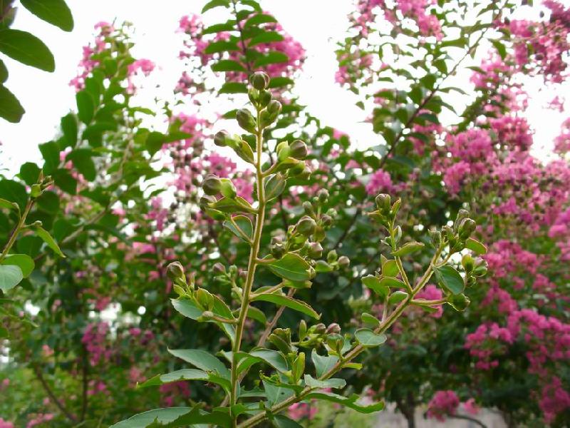 供應(yīng)紅花紫薇速生紫薇