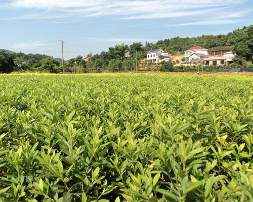 供應(yīng)瀏陽*