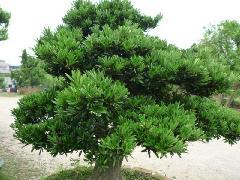 瀏陽(yáng)羅漢松圖片/瀏陽(yáng)羅漢松樣板圖 (3)