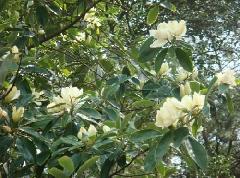 供應(yīng)深山含笑