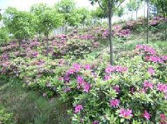 供應(yīng)瀏陽(yáng)春鵑