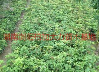 供應(yīng)湖南四季桂種植基地，湖南四季桂種植基地地址