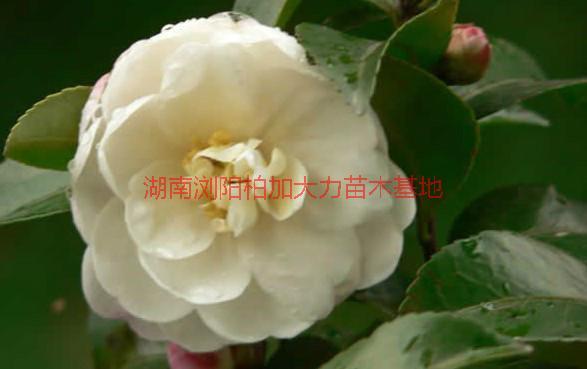 供應茶梅種植地