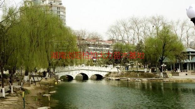 垂柳圖片/垂柳樣板圖 (2)