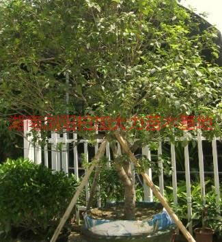 供應(yīng)湖南四季桂供應(yīng)，湖南四季桂供應(yīng)商，湖南四季桂供應(yīng)批發(fā)