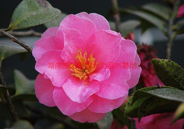 茶梅供應圖片/茶梅供應樣板圖 (2)