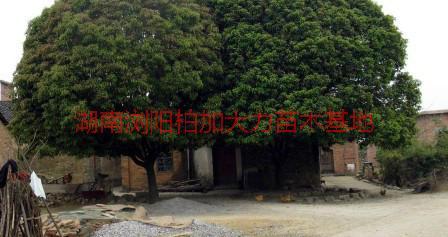 供應(yīng)丹桂產(chǎn)地價，湖南丹桂產(chǎn)地價，丹桂產(chǎn)地價*