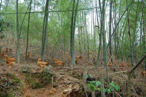 供應(yīng)龍川雞苗批發(fā)龍川養(yǎng)雞場