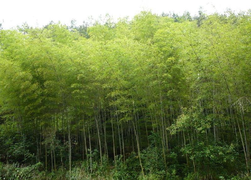 供應(yīng)河南一次性竹筷廠價(jià)批發(fā)