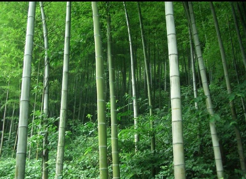 供應(yīng)四川省一次性竹筷批發(fā)