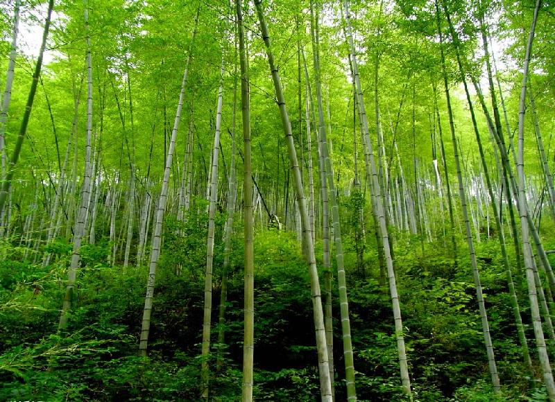 供應(yīng)四川省一次性竹筷批發(fā)