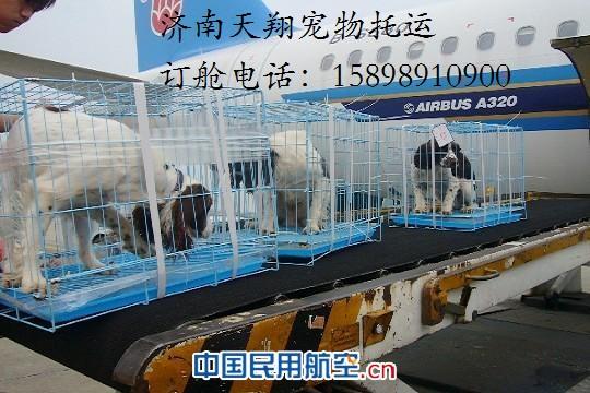 供应济南宠物空运 空运大型犬 批发狗笼子 办理检疫图片