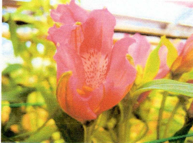 供應EVA轉光母粒