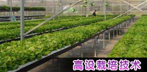 供應(yīng)河北高設(shè)栽培技術(shù)