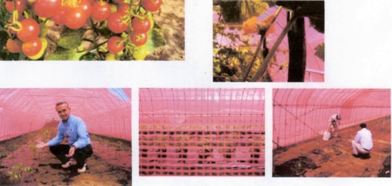 供應(yīng)“環(huán)照”牌粉色光合成網(wǎng)膜（PET）