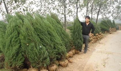 供應(yīng)潢川刺柏