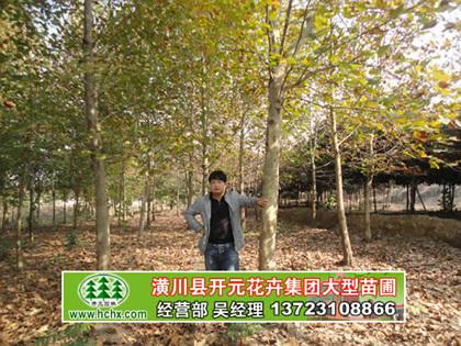 河南法桐基地直銷