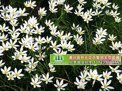 供應(yīng)蔥蘭價格,河南蔥蘭,潢川蔥蘭