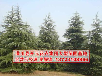 供應雪松,河南雪松,雪松價格,潢川雪松基地
