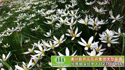 供應(yīng)蔥蘭價格,河南蔥蘭,潢川蔥蘭