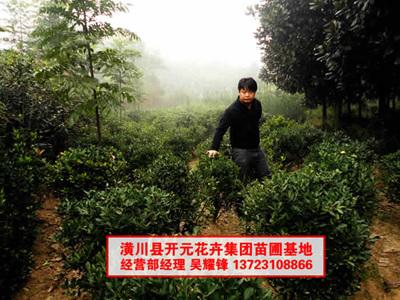 大葉黃楊圖片