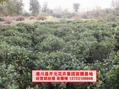 河南大葉黃楊，大葉黃楊供應(yīng)