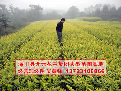 供應(yīng)河南金葉女貞