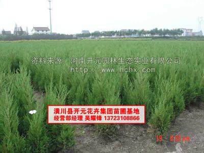 供應(yīng)河南檜