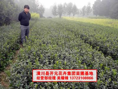河南大葉黃楊，大葉黃楊供應(yīng)