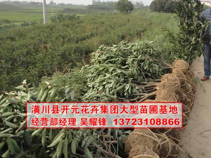 供應(yīng)河南法國冬青